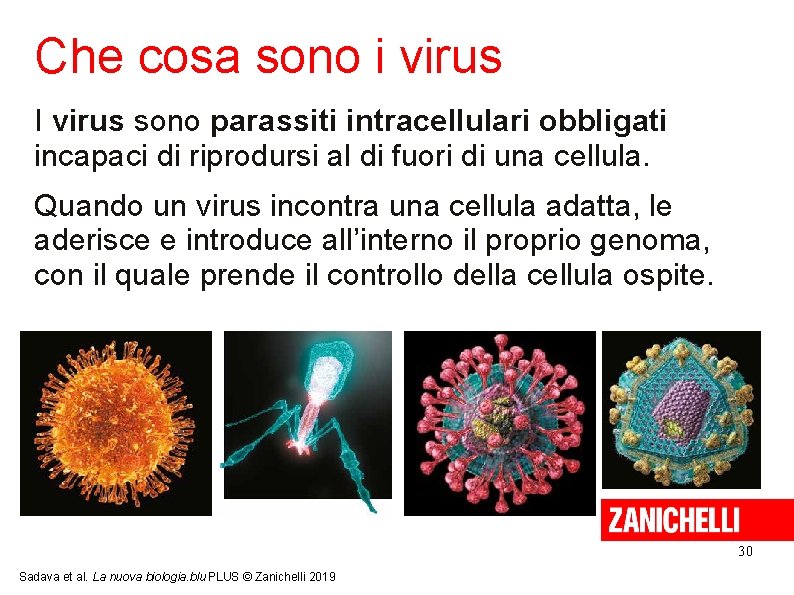 Che cosa sono i virus I virus sono parassiti intracellulari obbligati incapaci di riprodursi