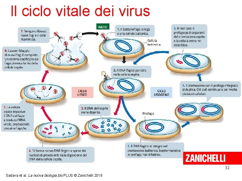 Il ciclo vitale dei virus 32 Sadava et al. La nuova biologia. blu PLUS