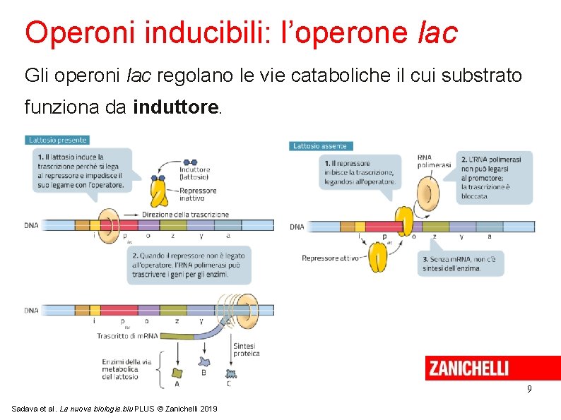 Operoni inducibili: l’operone lac Gli operoni lac regolano le vie cataboliche il cui substrato