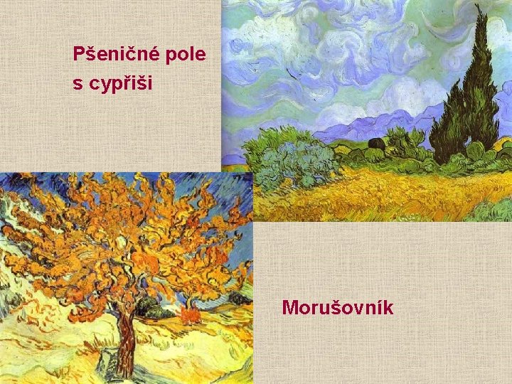  Pšeničné pole s cypřiši Morušovník 