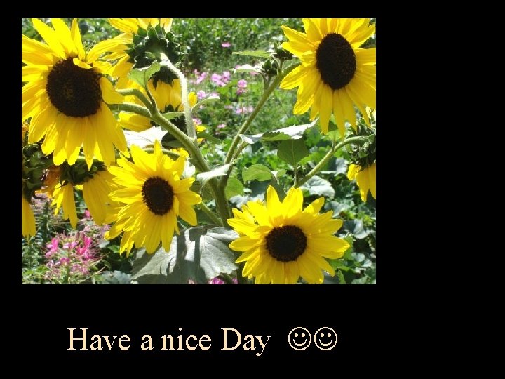 Have a nice Day 