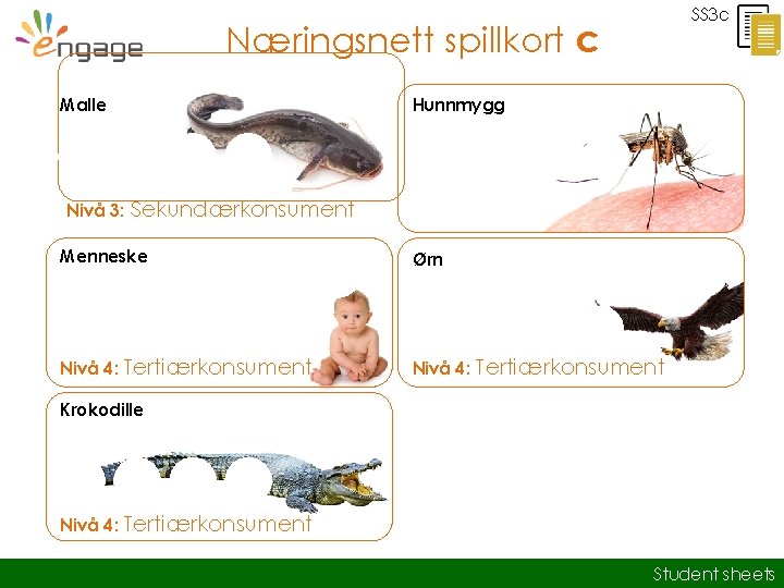 SS 3 c Næringsnett spillkort c Malle Nivå 3: Hunnmygg Sekundærkonsument Menneske Ørn Nivå