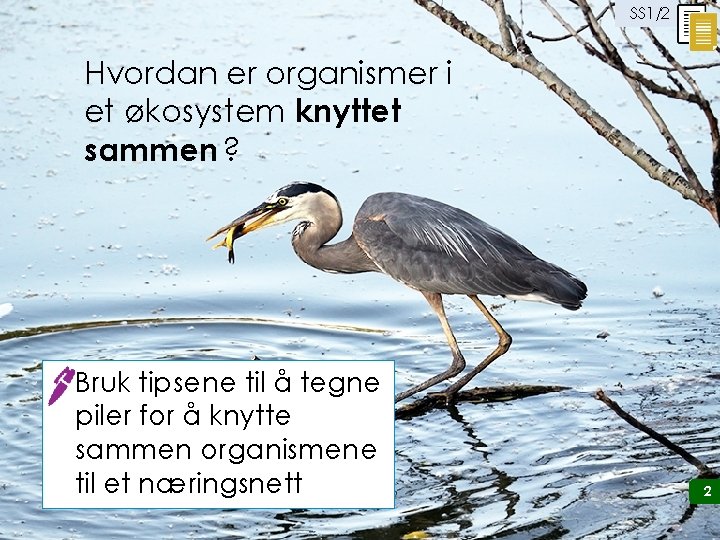 SS 1/2 Hvordan er organismer i et økosystem knyttet sammen ? Bruk tipsene til