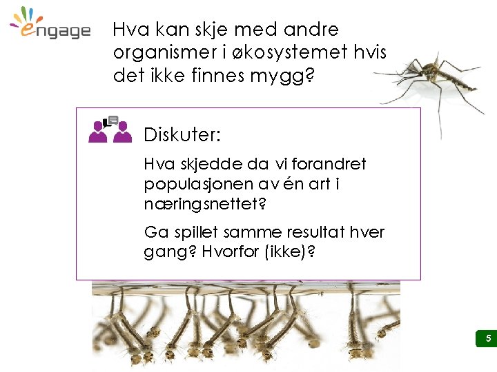 Hva kan skje med andre organismer i økosystemet hvis det ikke finnes mygg? Diskuter: