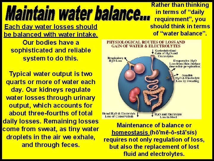 Each day water losses should be balanced with water intake. Our bodies have a