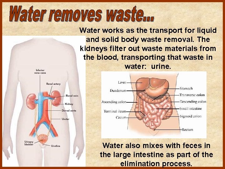 Water works as the transport for liquid and solid body waste removal. The kidneys