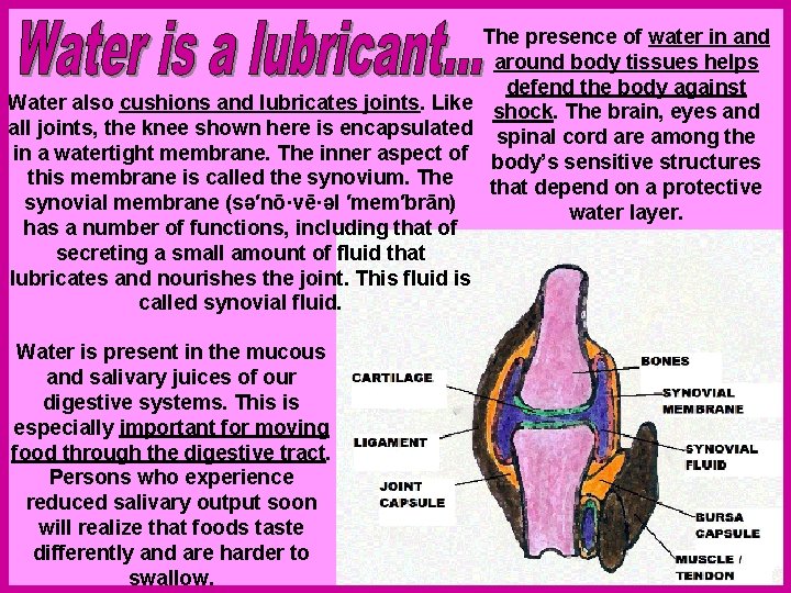 The presence of water in and around body tissues helps defend the body against