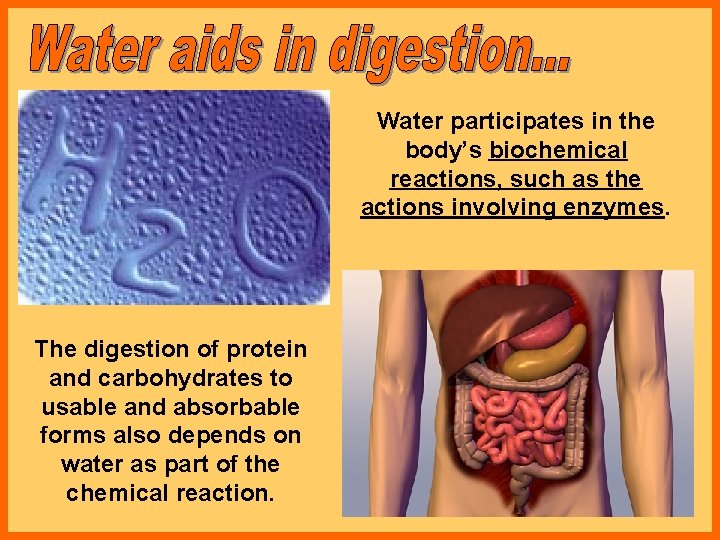 Water participates in the body’s biochemical reactions, such as the actions involving enzymes. The