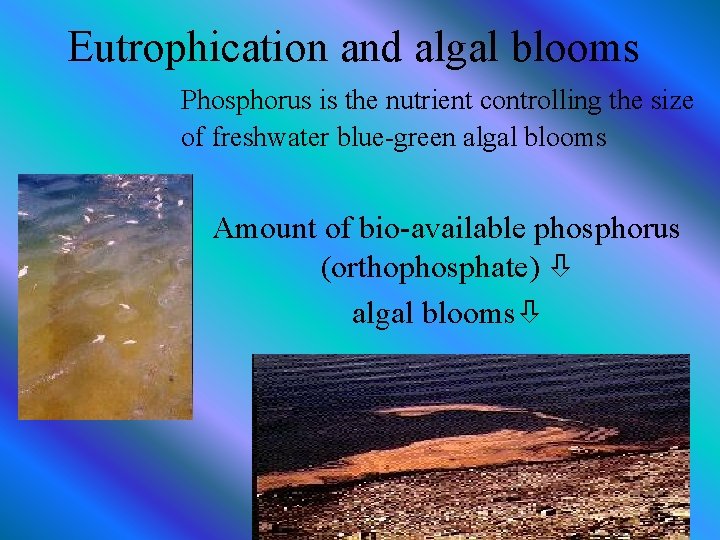 Eutrophication and algal blooms Phosphorus is the nutrient controlling the size of freshwater blue-green