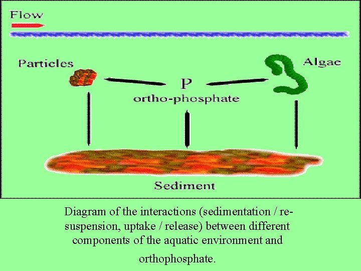 Diagram of the interactions (sedimentation / resuspension, uptake / release) between different components of