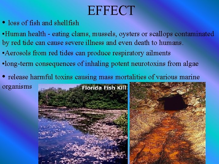  • loss of fish and shellfish EFFECT • Human health - eating clams,