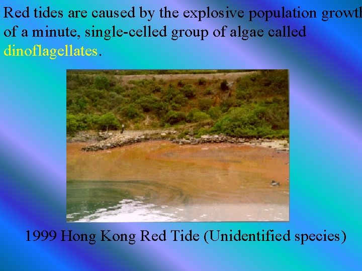 Red tides are caused by the explosive population growth of a minute, single-celled group