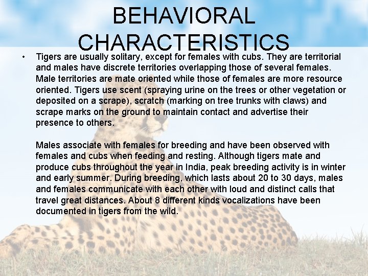  • BEHAVIORAL CHARACTERISTICS Tigers are usually solitary, except for females with cubs. They