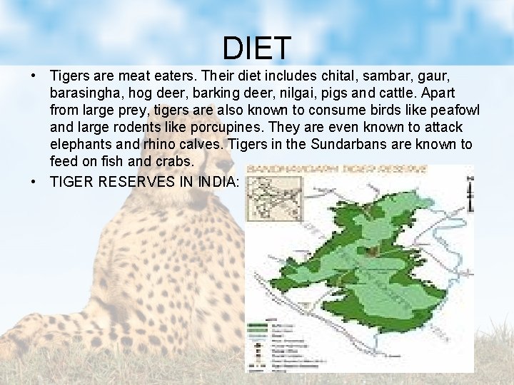 DIET • Tigers are meat eaters. Their diet includes chital, sambar, gaur, barasingha, hog