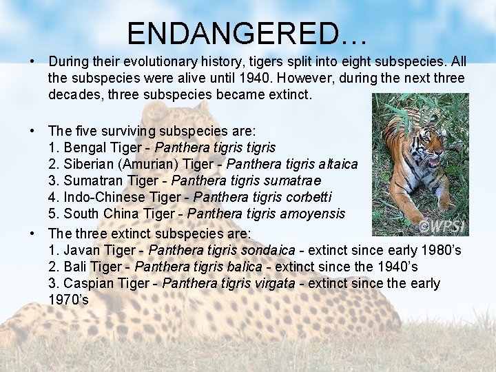 ENDANGERED… • During their evolutionary history, tigers split into eight subspecies. All the subspecies