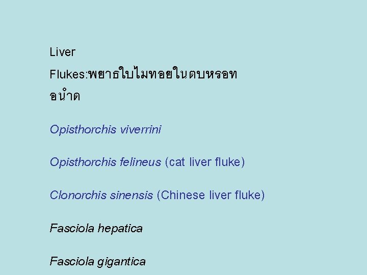 Liver Flukes: พยาธใบไมทอยในตบหรอท อนำด Opisthorchis viverrini Opisthorchis felineus (cat liver fluke) Clonorchis sinensis (Chinese
