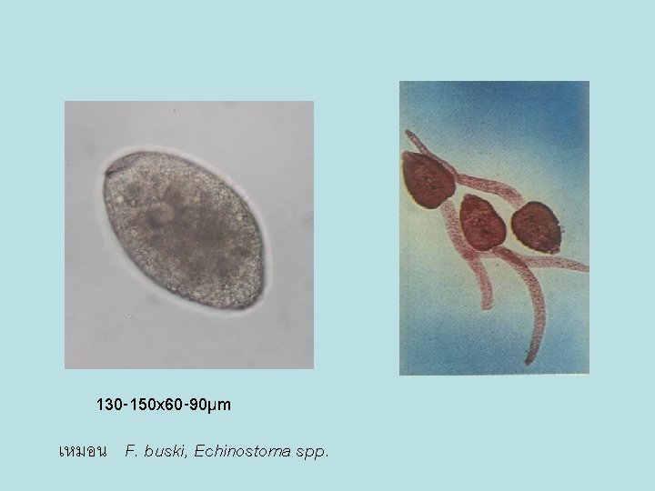 130 -150 x 60 -90µm เหมอน F. buski, Echinostoma spp. 