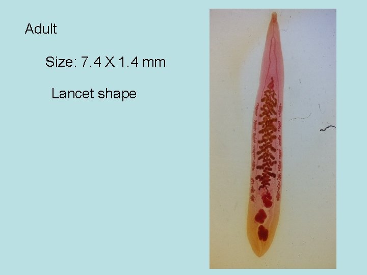 Adult Size: 7. 4 X 1. 4 mm Lancet shape 