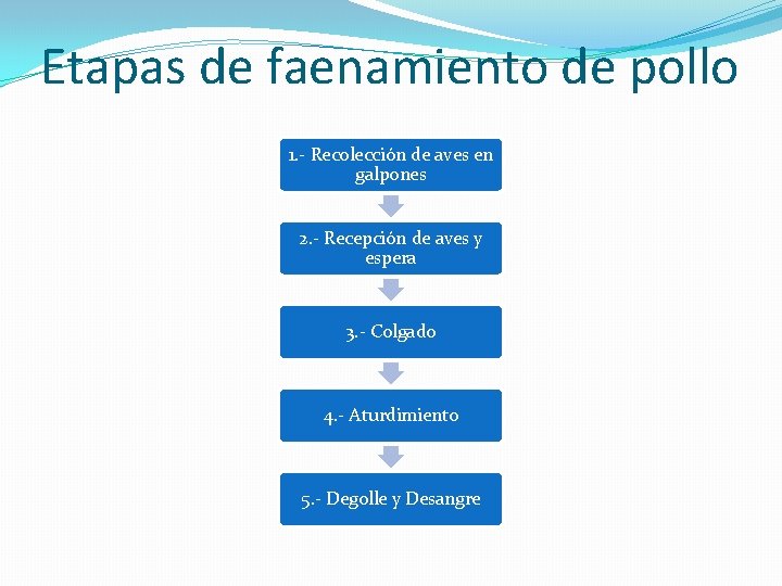 Etapas de faenamiento de pollo 1. - Recolección de aves en galpones 2. - Etapas de faenamiento de pollo 1. - Recolección de aves en galpones 2. -