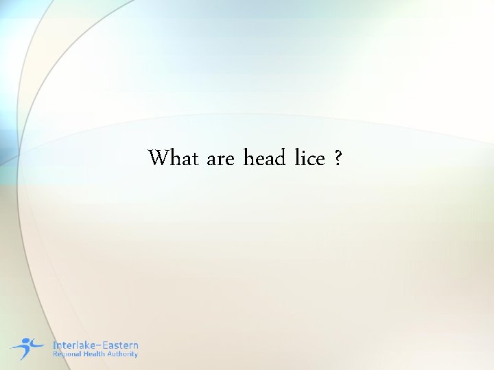 What are head lice ? 