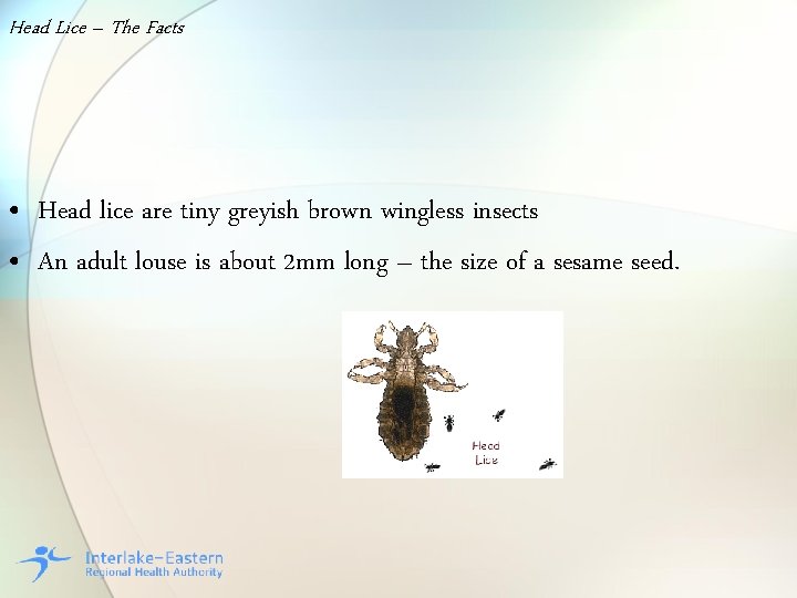 Head Lice – The Facts • Head lice are tiny greyish brown wingless insects