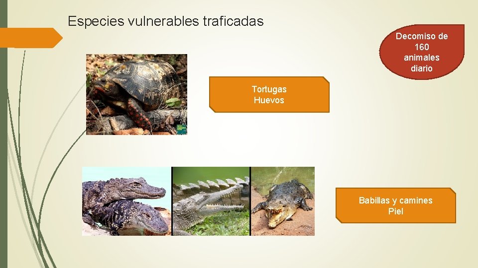 Especies vulnerables traficadas Decomiso de 160 animales diario Tortugas Huevos Babillas y camines Piel