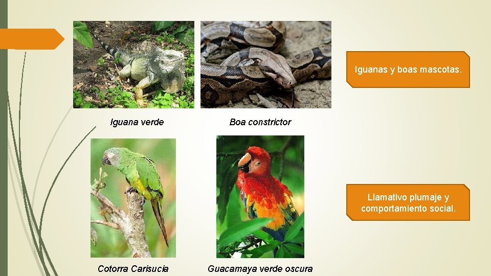 Iguanas y boas mascotas. Iguana verde Boa constrictor Llamativo plumaje y comportamiento social. Cotorra