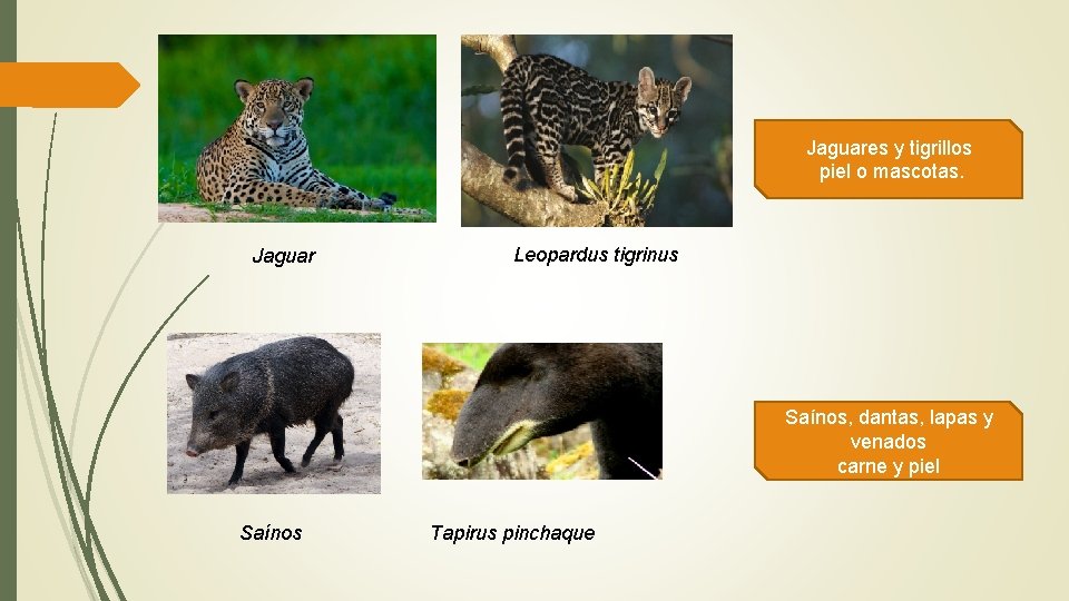 Jaguares y tigrillos piel o mascotas. Jaguar Leopardus tigrinus Saínos, dantas, lapas y venados