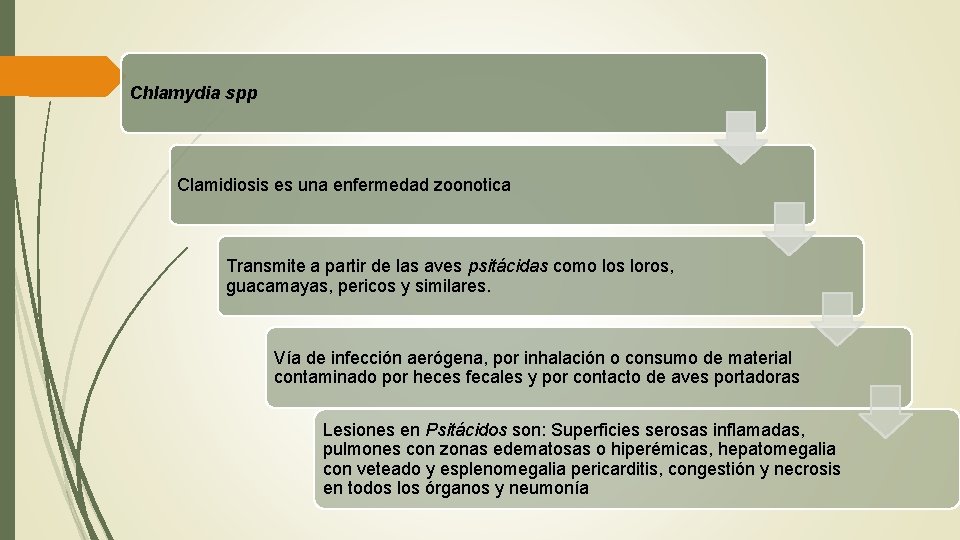 Chlamydia spp Clamidiosis es una enfermedad zoonotica Transmite a partir de las aves psitácidas