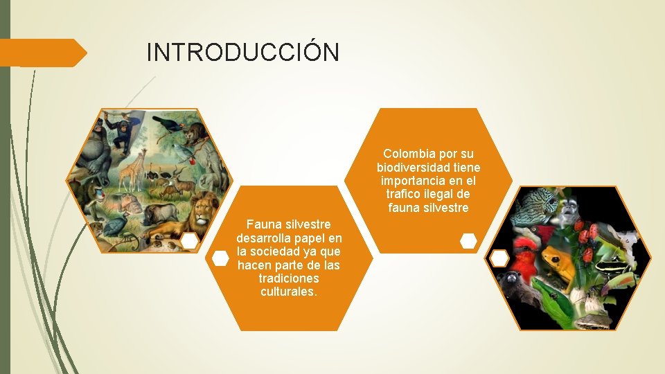 INTRODUCCIÓN Colombia por su biodiversidad tiene importancia en el trafico ilegal de fauna silvestre