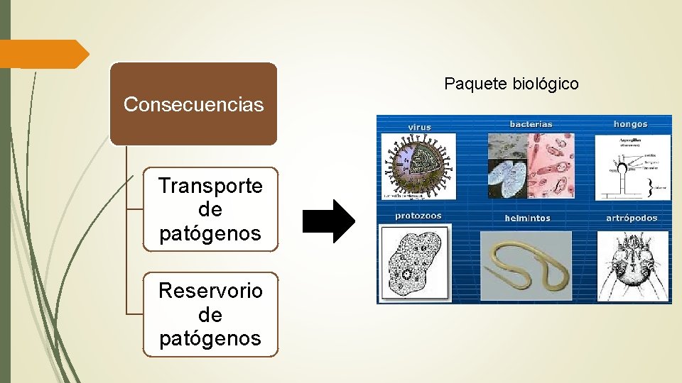 Consecuencias Transporte de patógenos Reservorio de patógenos Paquete biológico 