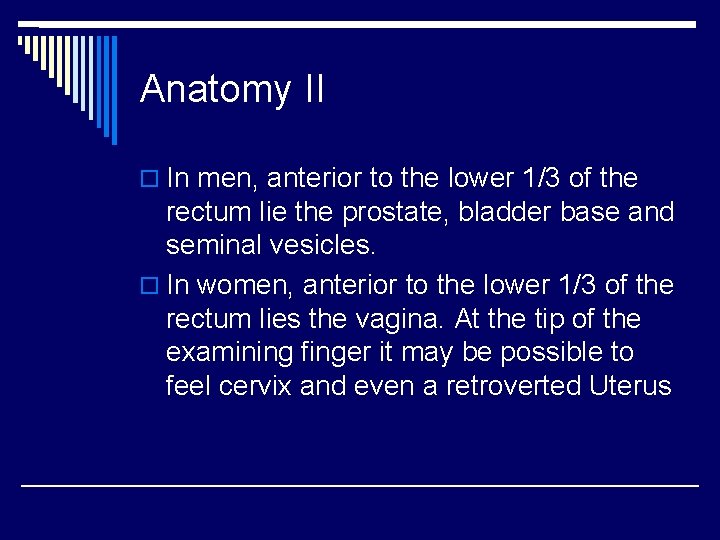 Anatomy II o In men, anterior to the lower 1/3 of the rectum lie