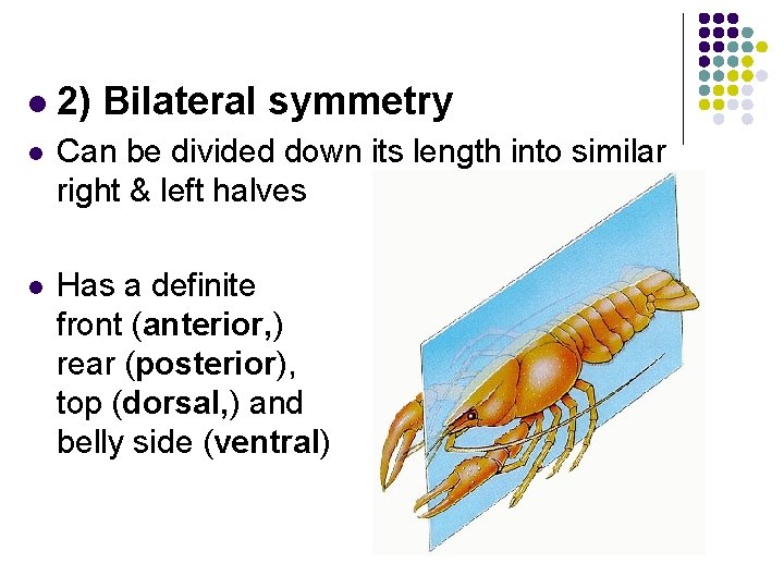 Unit 8 Chapter 25 What is an animal