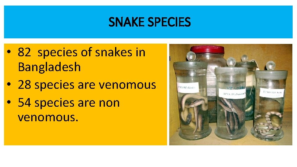 SNAKE SPECIES • 82 species of snakes in Bangladesh • 28 species are venomous