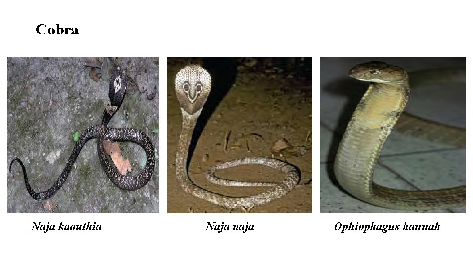 Cobra Naja kaouthia Naja naja Ophiophagus hannah 