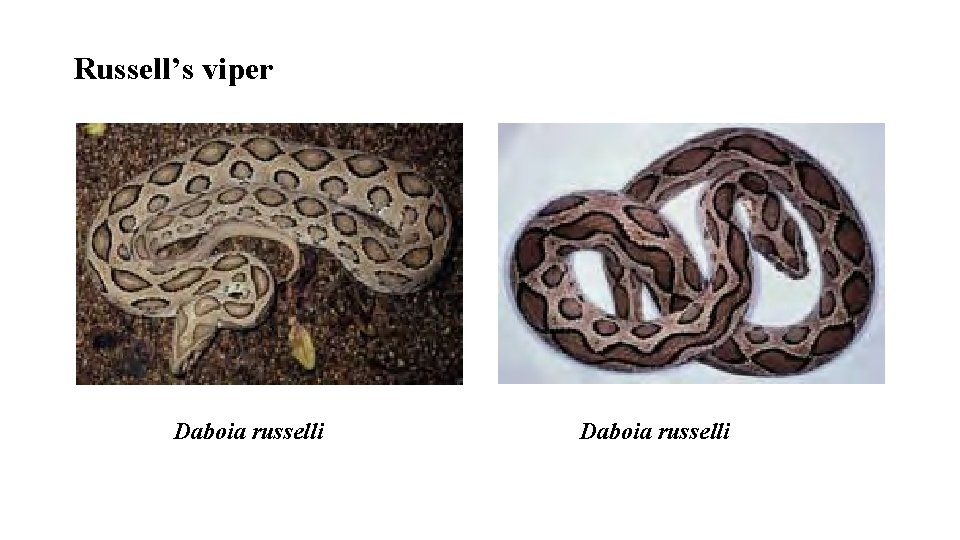 Russell’s viper Daboia russelli 