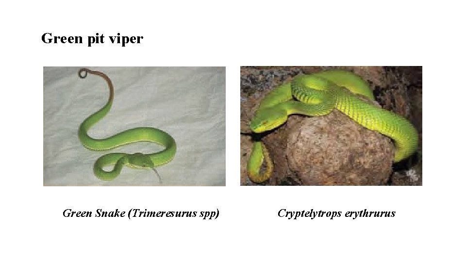 Green pit viper Green Snake (Trimeresurus spp) Cryptelytrops erythrurus 