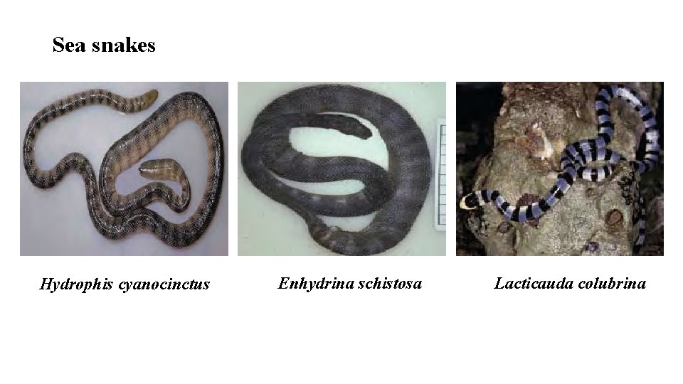 Sea snakes Hydrophis cyanocinctus Enhydrina schistosa Lacticauda colubrina 
