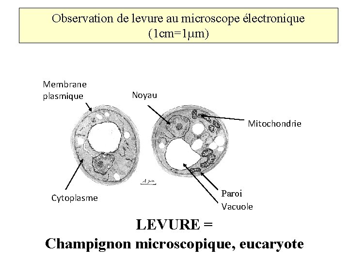 Observation de levure au microscope électronique (1 cm=1µm) Membrane plasmique Noyau Mitochondrie Cytoplasme Paroi