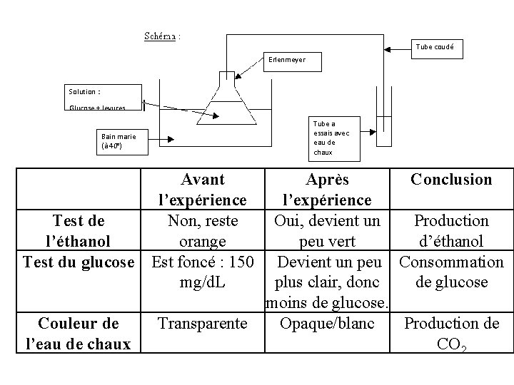 Tube coudé Erlenmeyer Solution : Glucose + levures Bain marie (à 40°) Tube a