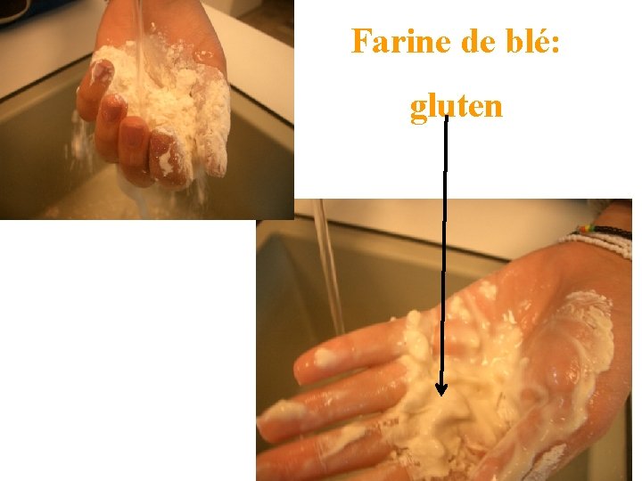 Farine de blé: gluten 