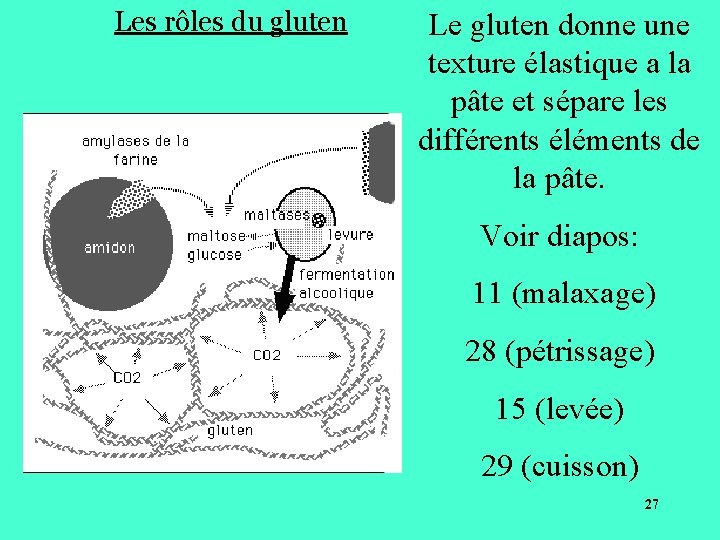 Les rôles du gluten Le gluten donne une texture élastique a la pâte et