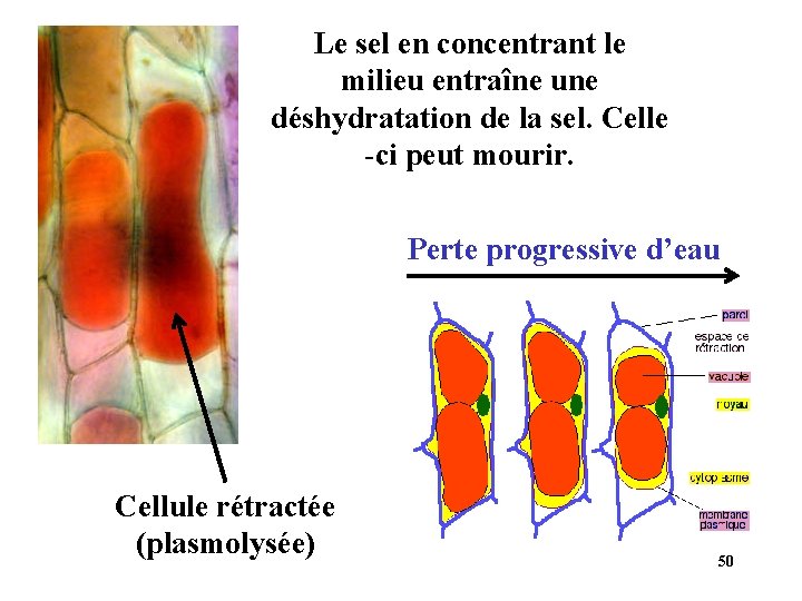 Le sel en concentrant le milieu entraîne une déshydratation de la sel. Celle -ci