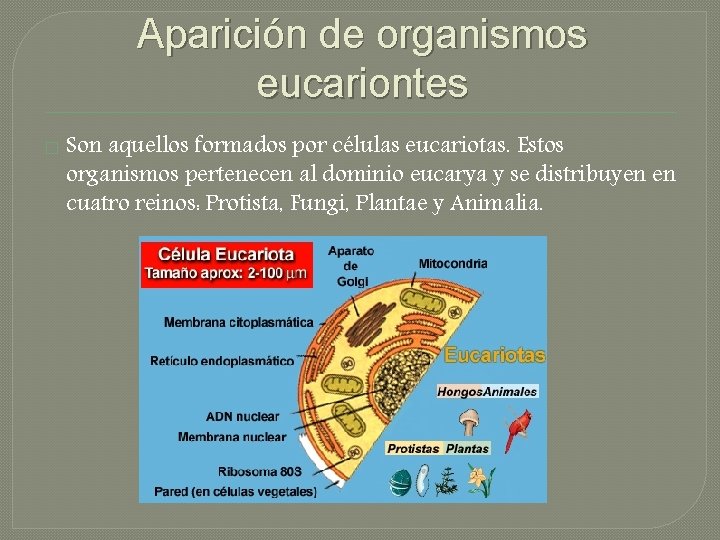 Aparición de organismos eucariontes � Son aquellos formados por células eucariotas. Estos organismos pertenecen