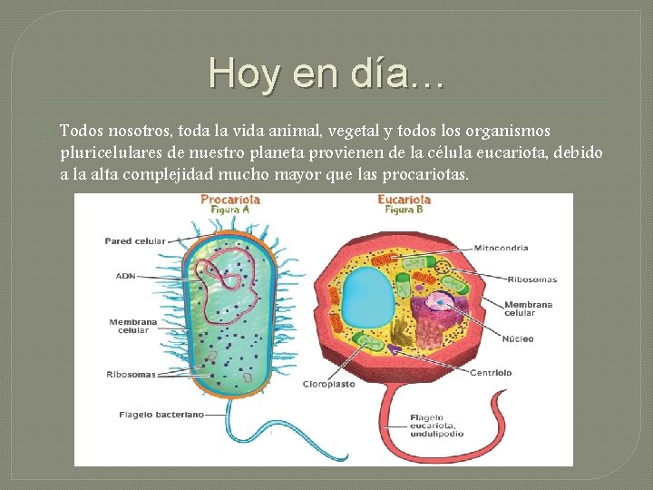 Hoy en día… � Todos nosotros, toda la vida animal, vegetal y todos los