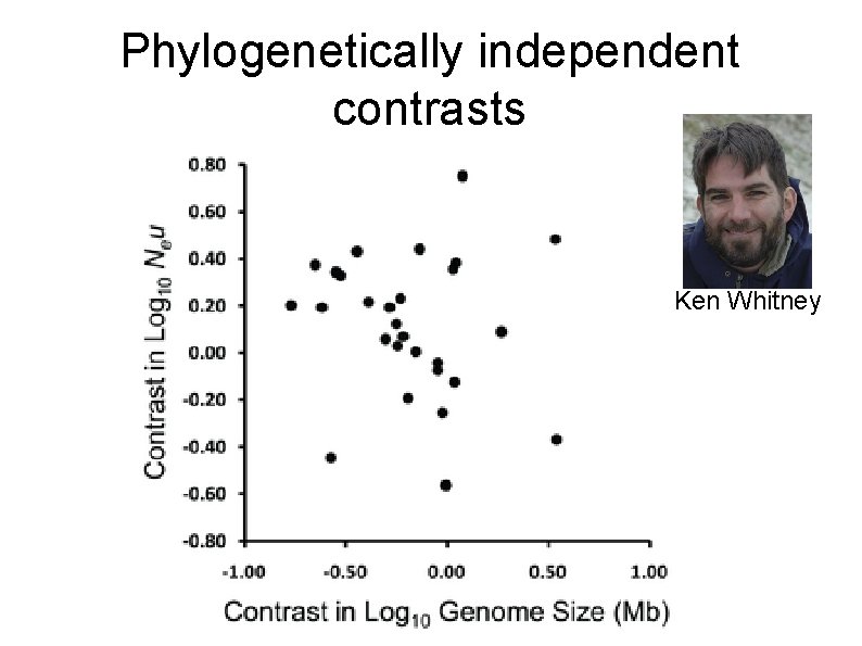 Phylogenetically independent contrasts Ken Whitney 