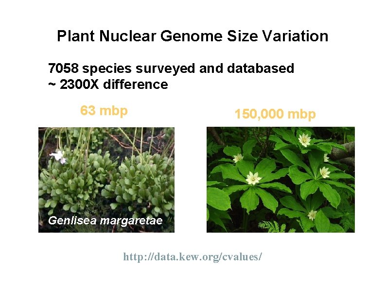 Plant Nuclear Genome Size Variation 7058 species surveyed and databased • ~ 2300 X