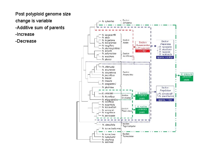 Post polyploid genome size change is variable -Additive sum of parents -Increase -Decrease 