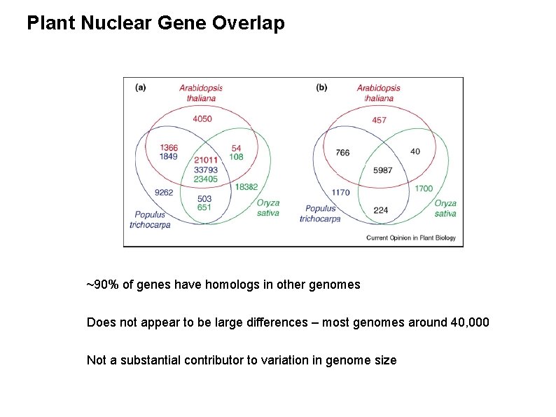 Plant Nuclear Gene Overlap ~90% of genes have homologs in other genomes Does not