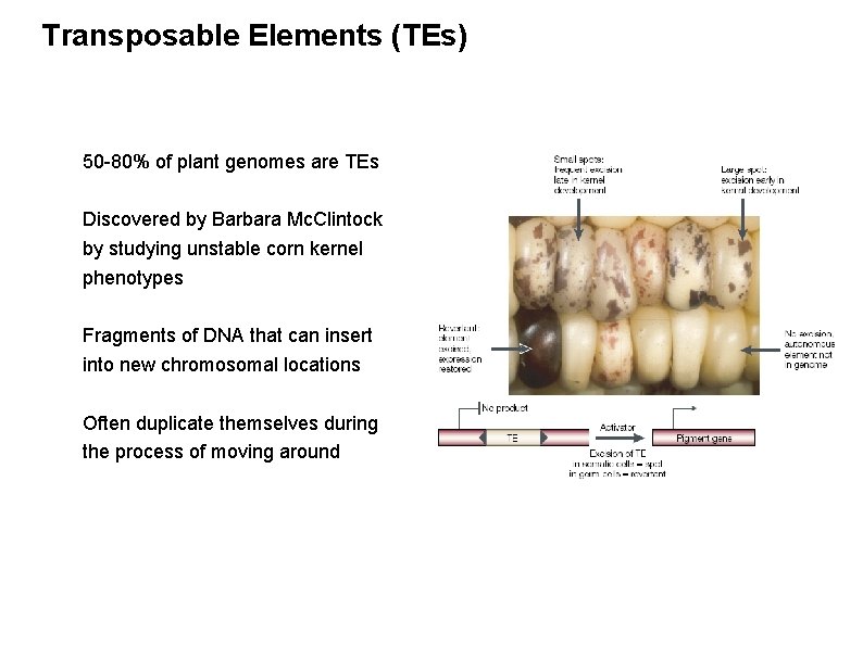 Transposable Elements (TEs) 50 -80% of plant genomes are TEs Discovered by Barbara Mc.